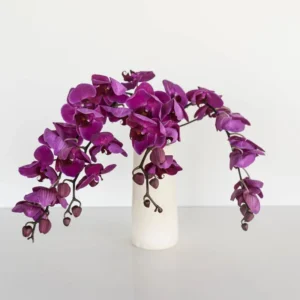 Dark Purple Phalaenopsis Stems