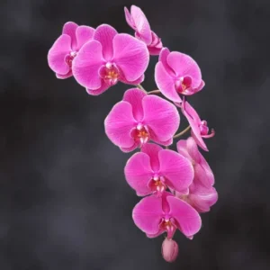 Dark Purple Phalaenopsis Stems