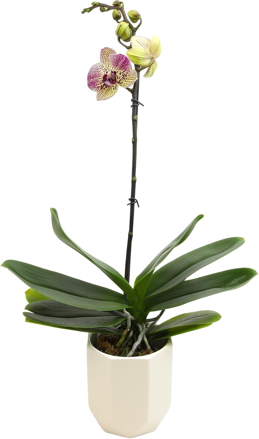 Novelty Phalaenopsis Stems - Image 3