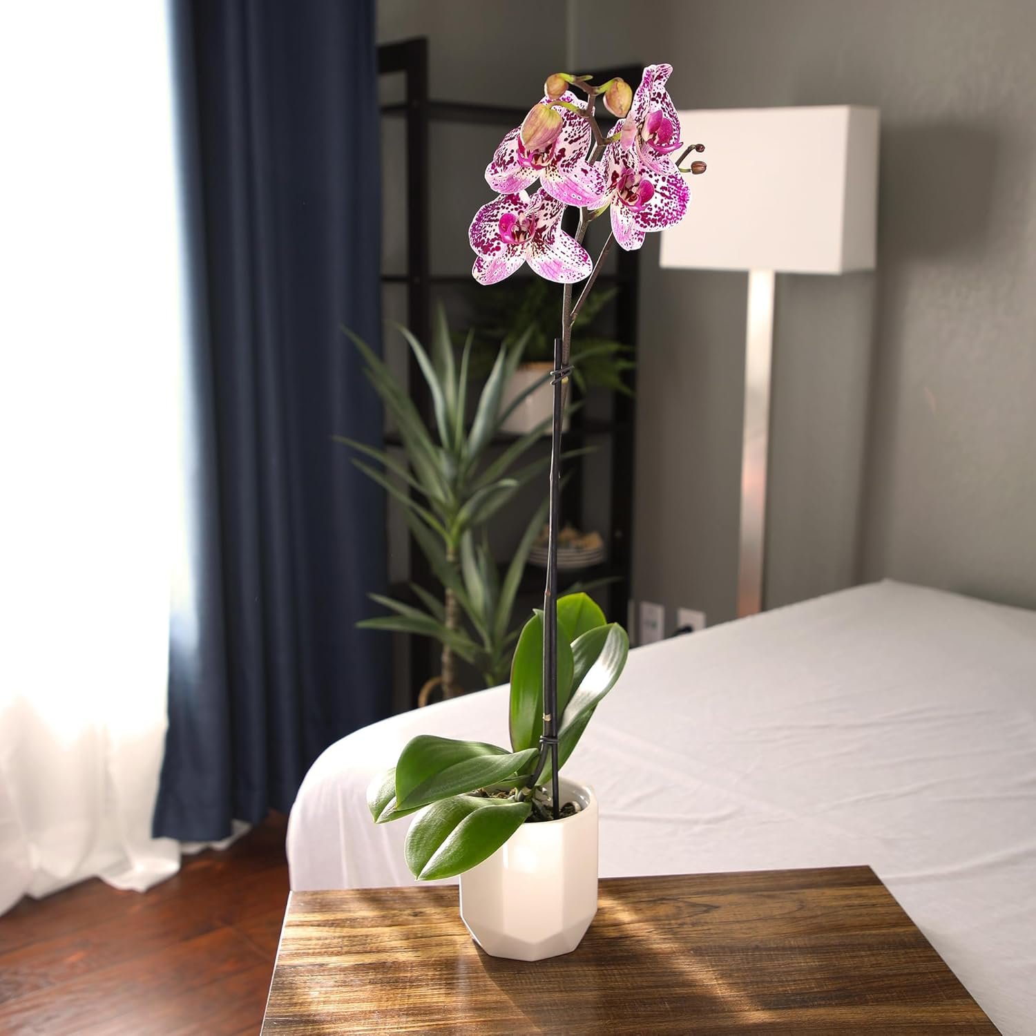Novelty Phalaenopsis Stems