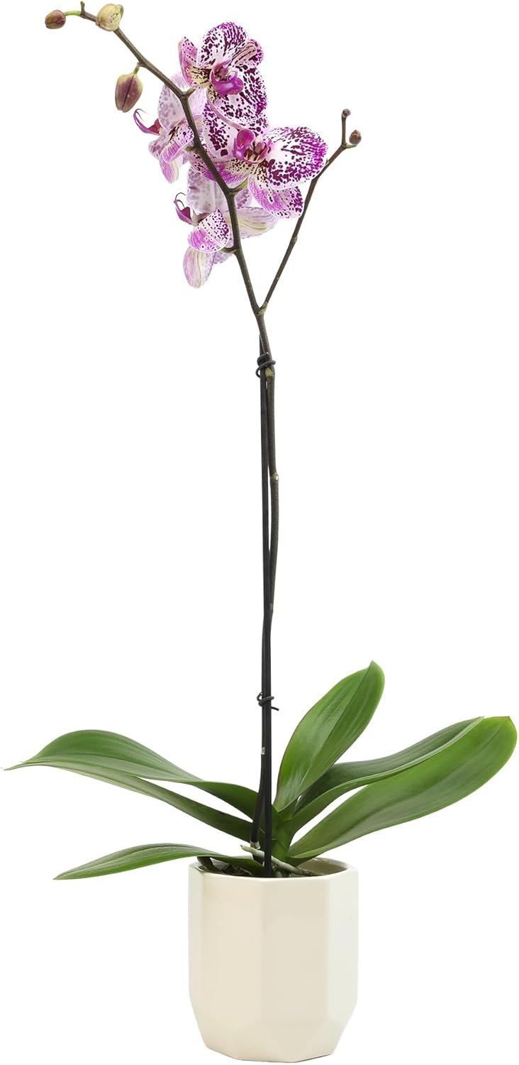 Novelty Phalaenopsis Stems - Image 2