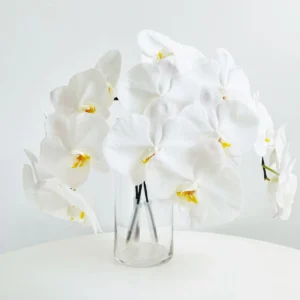 White Phalaenopsis Stems
